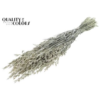 QC Gedroogde Haver | Kleur: Pearl Wit | Avena Droogbloemen | Lengte ± 60 centimeter | Gewicht 250 gram | Per bos
