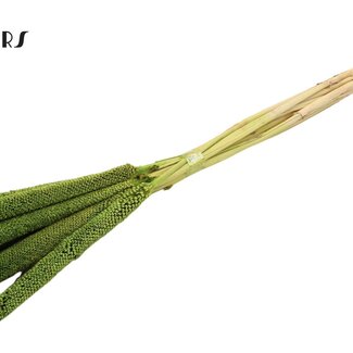 QC Babala of Parelgierst | Kleur: Lichtgroen | Lengte ± 65 centimeter | 10 stelen per bos | Per bos