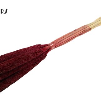 QC Babala of Pearl Millet | Colour: Bordeaux Red | Length ± 65 centimetres | 10 stems per bunch | Per bunch