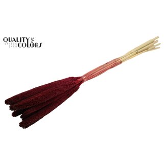 QC Babala aus Perlhirse | Farbe: Bordeauxrot | Länge ca. 65 Zentimeter | 10 Stiele pro Bund | Pro Bund
