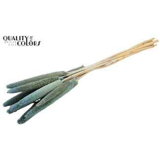 QC Babala of Pearl Millet | Colour: Frosted Light Blue | Length ± 65 centimetres | 10 stems per bunch | Per bunch
