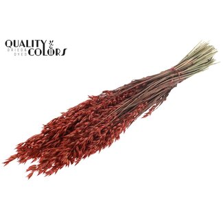 QC Gedroogde Haver | Kleur: Koraalkleurig | Avena Droogbloemen | Lengte ± 60 centimeter | Gewicht 250 gram | Per bos