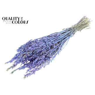 QC Gedroogde Haver | Kleur: Meerkleurig Lichtblauw | Avena Droogbloemen | Lengte ± 60 centimeter | Gewicht 250 gram | Per bos