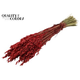 QC Dried Oats | Colour: Red | Avena Dried Flowers | Length ± 60 centimetres | Weight 250 grams | Per bunch