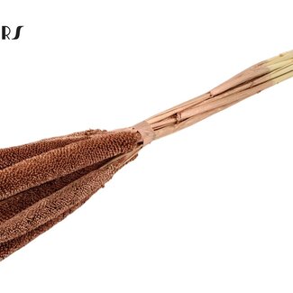 QC Babala or Pearl Millet | Colour: Copper-coloured | Length ± 65 centimetres | 10 stems per bunch | Per bunch