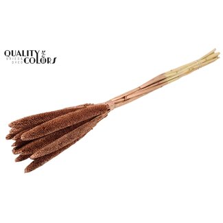 QC Babala de Millet perlé | Couleur : Cuivré | Longueur ± 65 centimètres | 10 tiges par bouquet | Par bouquet