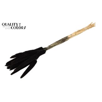 QC Babala or Pearl Millet | Colour: Black | Length ± 65 centimetres | 10 stems per bunch | Per bunch