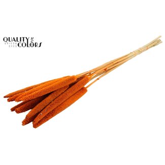 QC Babala aus Perlhirse | Farbe: Orange | Länge ± 65 Zentimeter | 10 Stiele pro Bund | Pro Bund