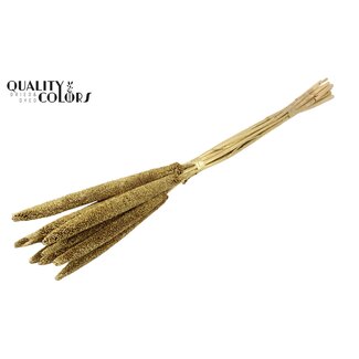 QC Babala of Pearl Millet | Colour: Gold with Glitter | Length ± 65 centimetres | 10 stems per bunch | Per bunch