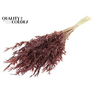 QC Getrockneter Wilder Hafer | Farbe: Braun | Wilde Avena Trockenblumen | Länge ± 70 Zentimeter | Gewicht 100 Gramm | Pro Bund