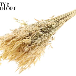 QC Getrockneter Wilder Hafer | Farbe: Natur | Wilde Avena Trockenblumen | Länge ± 70 Zentimeter | Gewicht 100 Gramm | Pro Bund