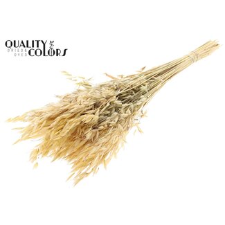 QC Dried Wild Oats | Colour: Natural | Wild Avena Dried Flowers | Length ± 70 centimetres | Weight 100 grams | Per bunch