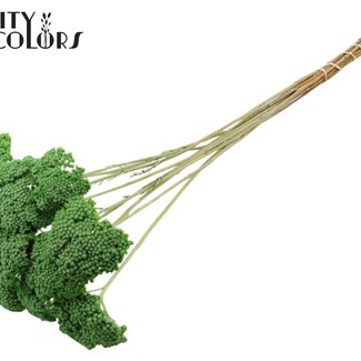 QC Getrocknetes Schafgarbe | Farbe: Frostiges Mintgrün | Achillea Trockenblumen | Durchmesser ± 2 - 4 Zentimeter | Länge ± 60 Zentimeter | 15 Stiele pro Bund | Pro Bund