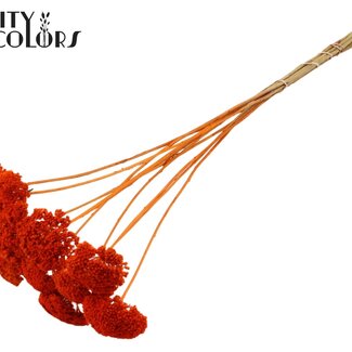 QC Getrocknete Schafgarbe | Farbe: Orange | Achillea Trockenblumen | Durchmesser ± 2 - 4 Zentimeter | Länge ± 60 Zentimeter | 15 Stiele pro Bund | Pro Bund