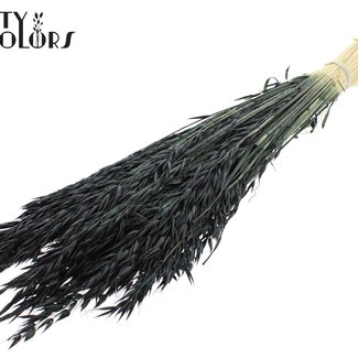 QC Avoine Séchée Blanchie | Couleur : Noir | Avena Fleurs Séchées | Longueur ± 60 centimètres | Poids 200 grammes | Par bouquet