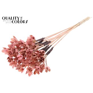 QC Bakuli op stok | Kleur: Lichtroze | Beukennoot Zaaddoos Bijsteker | Lengte ± 50 centimeter | 10 bijstekers per bos