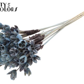 QC Bakuli on stick | Colour: Light blue | Beech nut seed pod pick | Length ± 50 centimetres | 10 picks per bunch