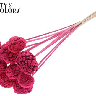 QC Fruit Atta blanchi sur tige | Couleur : Cerise | Pique à pomme-cannelle | Longueur ± 50 centimètres | 10 piques par bouquet