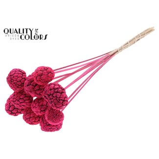 QC Gebleichte Atta-Frucht am Stiel | Farbe: Kirschrot | Zimtapfel-Stecker | Länge ± 50 Zentimeter | 10 Stecker pro Bund