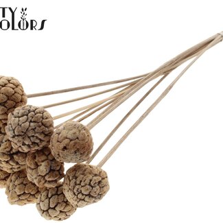 QC Gebleekt Atta Fruit op stok | Kleur: Naturelle Wit | Custardappel Bijsteker | Lengte ± 50 centimeter | 10 bijstekers per bos