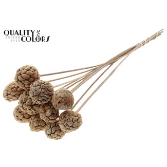 QC Fruit Atta Blanchi sur tige | Couleur : Blanc Naturel | Pique à Pomme-Cannelle | Longueur ± 50 centimètres | 10 piques par bouquet