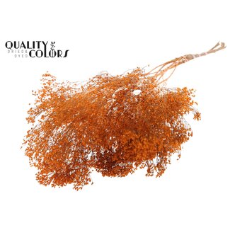 QC Gedroogde Broom Bloom | Kleur: Oranje | Brem Droogbloemen | Lengte ± 50 centimeter | Gewicht 100 gram | Per bos