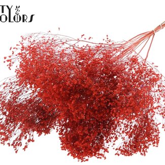 QC Broom Bloom séchée | Couleur : Corail | Fleurs séchées de Genêt | Longueur ± 50 centimètres | Poids 100 grammes | Par bouquet