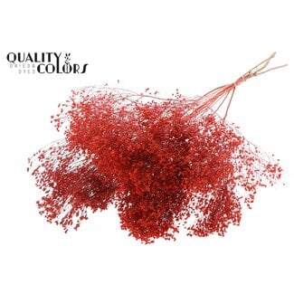 QC Broom Bloom séchée | Couleur : Corail | Fleurs séchées de Genêt | Longueur ± 50 centimètres | Poids 100 grammes | Par bouquet