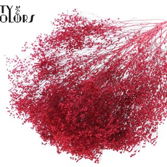 QC Gedroogde Broom Bloom | Kleur: Kerskleurig | Brem Droogbloemen | Lengte ± 50 centimeter | Gewicht 100 gram | Per bos