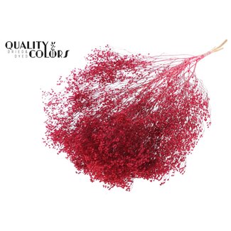 QC Gedroogde Broom Bloom | Kleur: Kerskleurig | Brem Droogbloemen | Lengte ± 50 centimeter | Gewicht 100 gram | Per bos