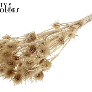 QC Dried Cardistella Thistles | Colour: Silver | Cardi Stella Dried Flowers | Length ± 55 centimetres | 10 stems per bunch | Per bunch