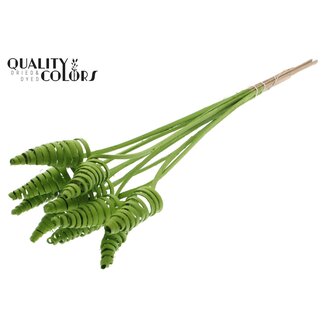 QC Palm Spiral on Stem | Colour: Light Green | Cane Cone Plant Stake | Stake Length ± 50 centimetres | Per 10 stakes