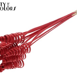 QC Palm Spiraal op steel | Kleur: Rood | Cane Cone Bijsteker | Lengte bijsteker ± 50 centimeter | Per 10 bijstekers