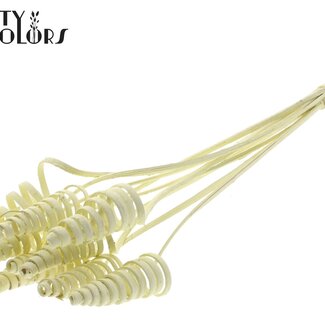 QC Palm Spiraal op steel | Kleur: Crèmekleurig | Cane Cone Bijsteker | Lengte bijsteker ± 50 centimeter | Per 10 bijstekers