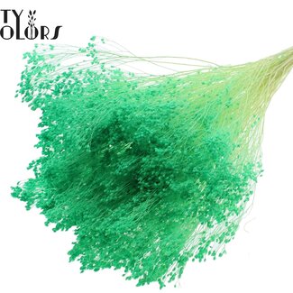 QC Broom Bloom Blanchi Séché | Couleur : Vert clair | Fleurs séchées de Genêt | Longueur ± 50 centimètres | Poids 100 grammes | Par bouquet