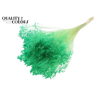QC Bleached Dried Broom Bloom | Colour: Light Green | Broom Dried Flowers | Length ± 50 centimetres | Weight 100 grams | Per bunch