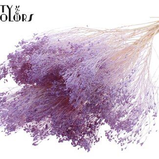 QC Gebleekte Gedroogde Broom Bloom | Kleur: Milkapaars | Brem Droogbloemen | Lengte ± 50 centimeter | Gewicht 100 gram | Per bos