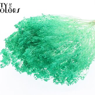 QC Gebleekte Gedroogde Broom Bloom | Kleur: Mintgroen | Brem Droogbloemen | Lengte ± 50 centimeter | Gewicht 100 gram | Per bos