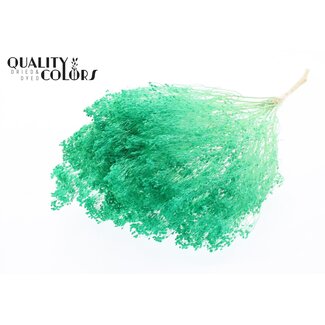 QC Gebleichte Getrocknete Besenblume | Farbe: Mintgrün | Besen Trockenblumen | Länge ± 50 Zentimeter | Gewicht 100 Gramm | Pro Bund