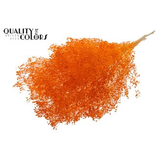 QC Bleached Dried Broom Bloom | Colour: Orange | Broom Dried Flowers | Length ± 50 centimetres | Weight 100 grams | Per bunch