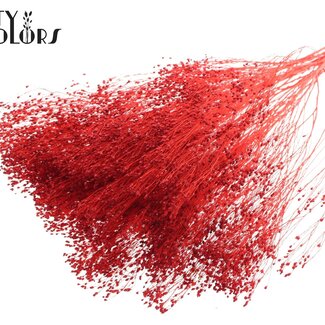 QC Bloom séchée blanchie Broom | Couleur : Rouge | Fleurs séchées de genêt | Longueur ± 50 centimètres | Poids 100 grammes | Par bouquet
