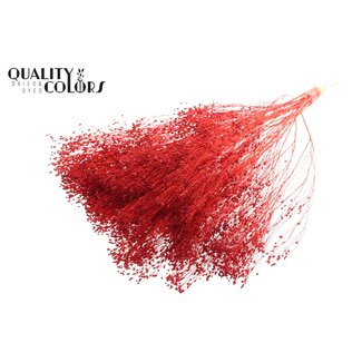 QC Gebleekte Gedroogde Broom Bloom | Kleur: Rood | Brem Droogbloemen | Lengte ± 50 centimeter | Gewicht 100 gram | Per bos