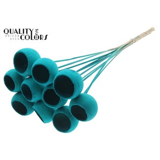 QC Gebleekte Gedroogde Bellgums | Kleur: Turquoise | Bell Cup Bijsteker | Lengte ± 50 centimeter | 10 bijstekers per bos