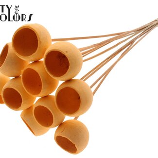 QC Gommes de cloche blanchies séchées | Couleur : Saumon | Pique-fleurs en forme de cloche | Longueur ± 50 centimètres | 10 piques par bouquet