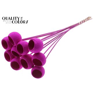 QC Bleached Dried Bellgums | Colour: Lilac | Bell Cup Stick-in | Length ± 50 centimetres | 10 stick-ins per bunch