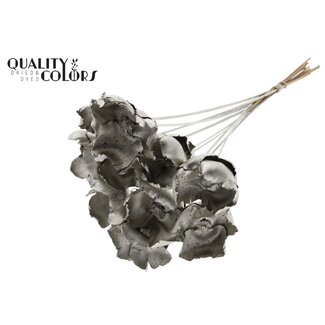 QC Dried Palm Cup on stem | Colour: Platinum | Length ± 50 centimetres | 10 stems per bunch