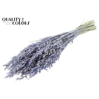 QC Gedroogde Haver | Kleur: Pearl Milkapaars | Avena Droogbloemen | Lengte ± 60 centimeter | Gewicht 250 gram | Per bos
