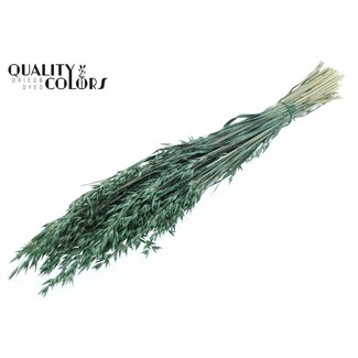 QC Gedroogde Haver | Kleur: Pearl Groen | Avena Droogbloemen | Lengte ± 60 centimeter | Gewicht 250 gram | Per bos