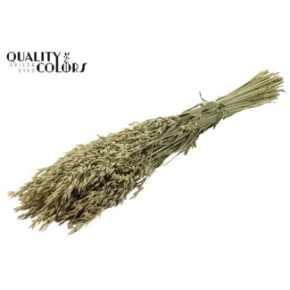 QC Getrockneter Hafer | Farbe: Natürliches Grün | Avena Trockenblumen | Länge ± 60 Zentimeter | Gewicht 250 Gramm | Pro Bund