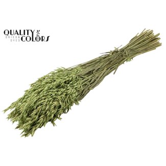 QC Gedroogde Haver | Kleur: Frosted Mintgroen | Avena Droogbloemen | Lengte ± 60 centimeter | Gewicht 250 gram | Per bos